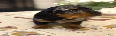 Dachshund 4