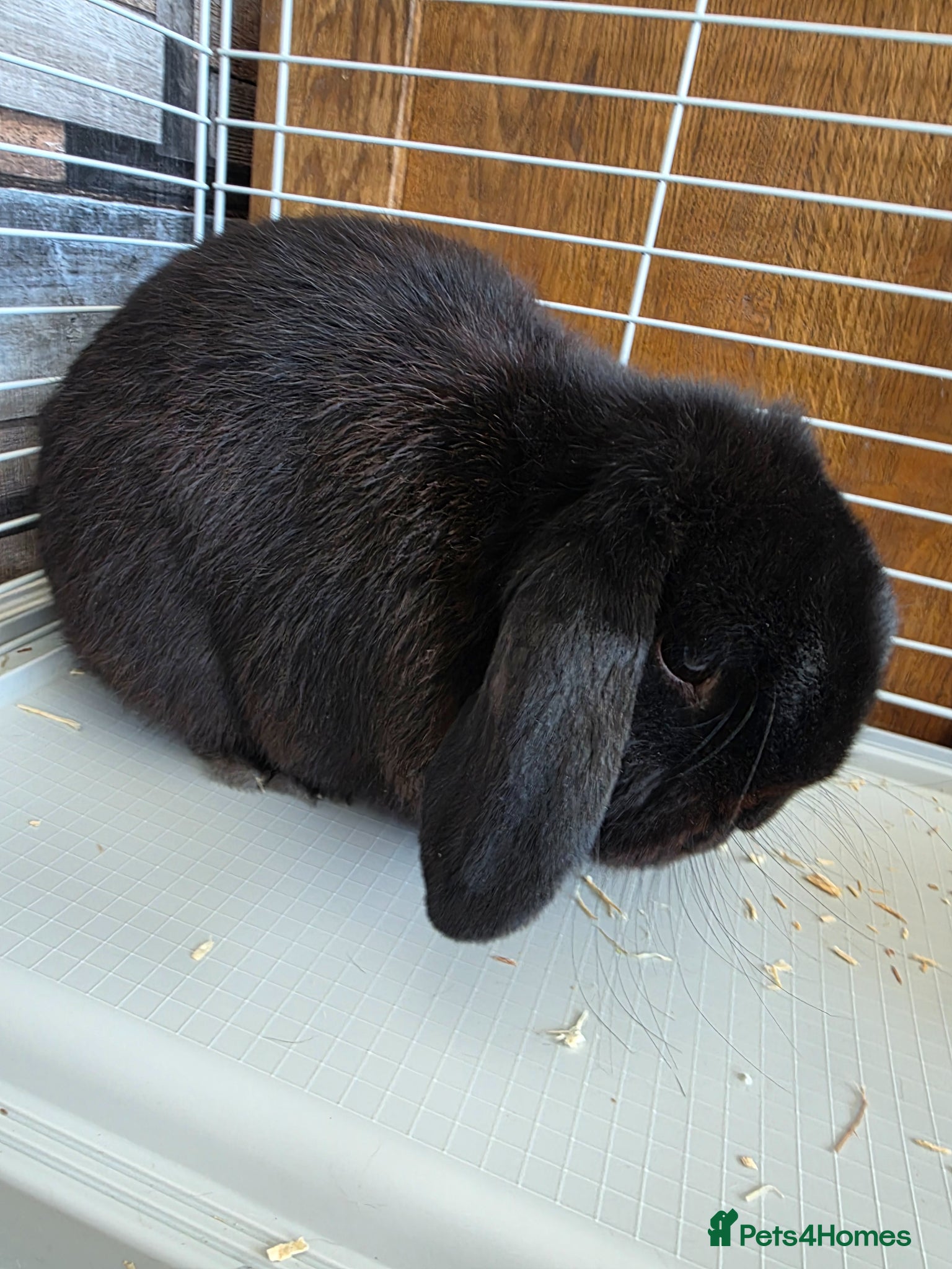Mini Lop rabbits Pure black male rabbit - Advert 2