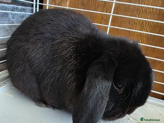 Mini Lop rabbits Pure black male rabbit - Advert 2