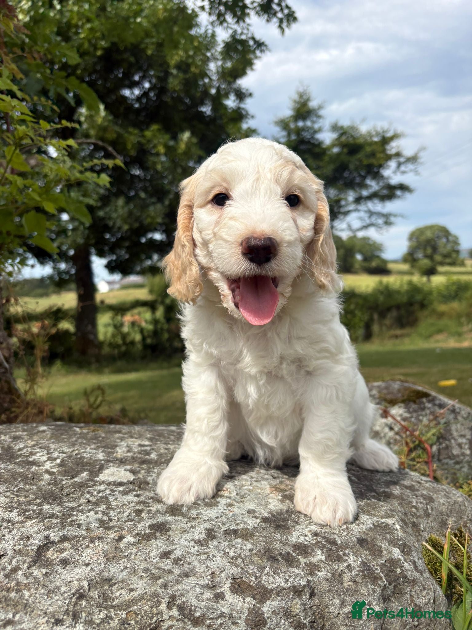 Cockapoo dogs Gorgeous F1 Cockapoo  - Advert 6