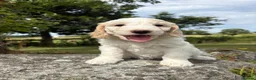 Cockapoo dogs for sale: Gorgeous F1 Cockapoo  - Advert 5
