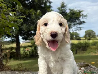 Cockapoo dogs Ready to leave, vaccinated Gorgeous F1 Cocapoos - Advert 14