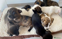 Jack Russell dogs for sale: Bob tail jacks  - Image 22