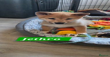 Japanese Shiba Inu dogs Gorgeous Shibas  - Advert 1