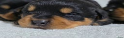 Rottweiler dogs for sale: Chunky, Strong, Loyal & Pure Rottweiler Puppies - Advert 2