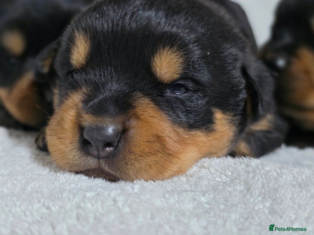 Rottweiler dogs for sale: Chunky, Strong, Loyal & Pure Rottweiler Puppies - Advert 2