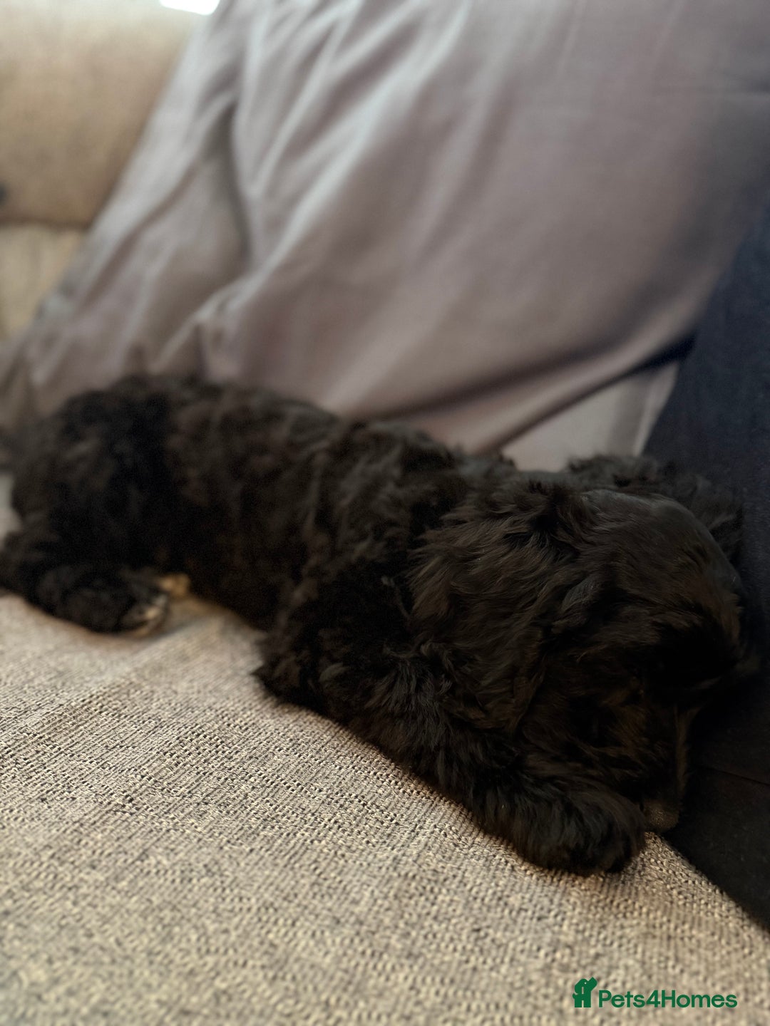 Cockapoo dogs for sale: Female Cockapoo Puppy - Advert 5