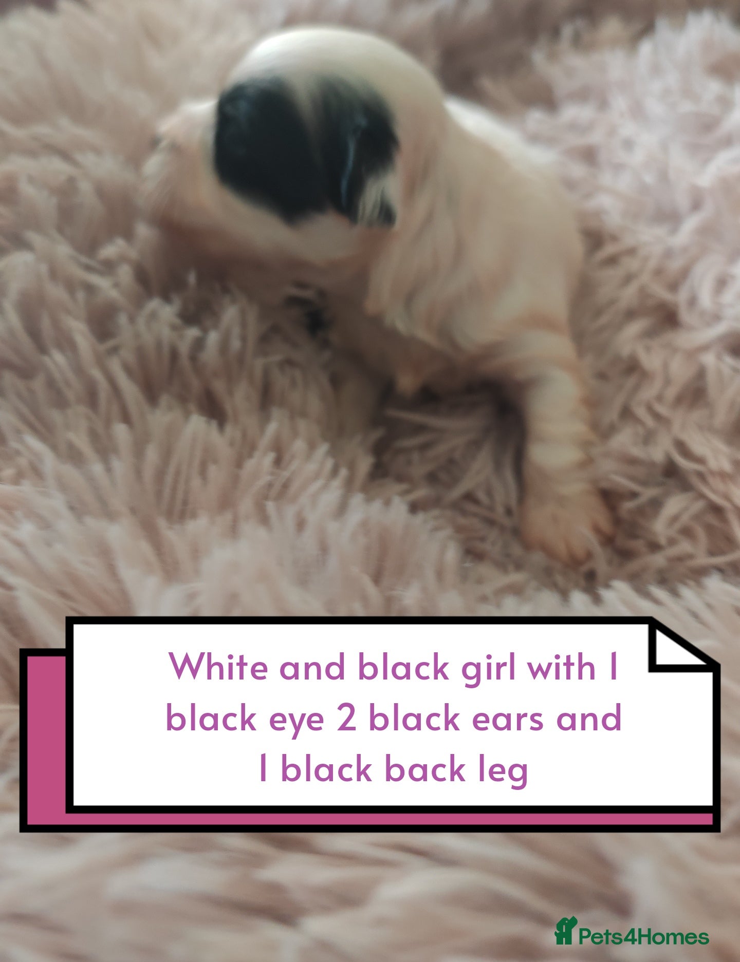 Havanese dogs Beautiful pedigree havanese litter for sale - Advert 2