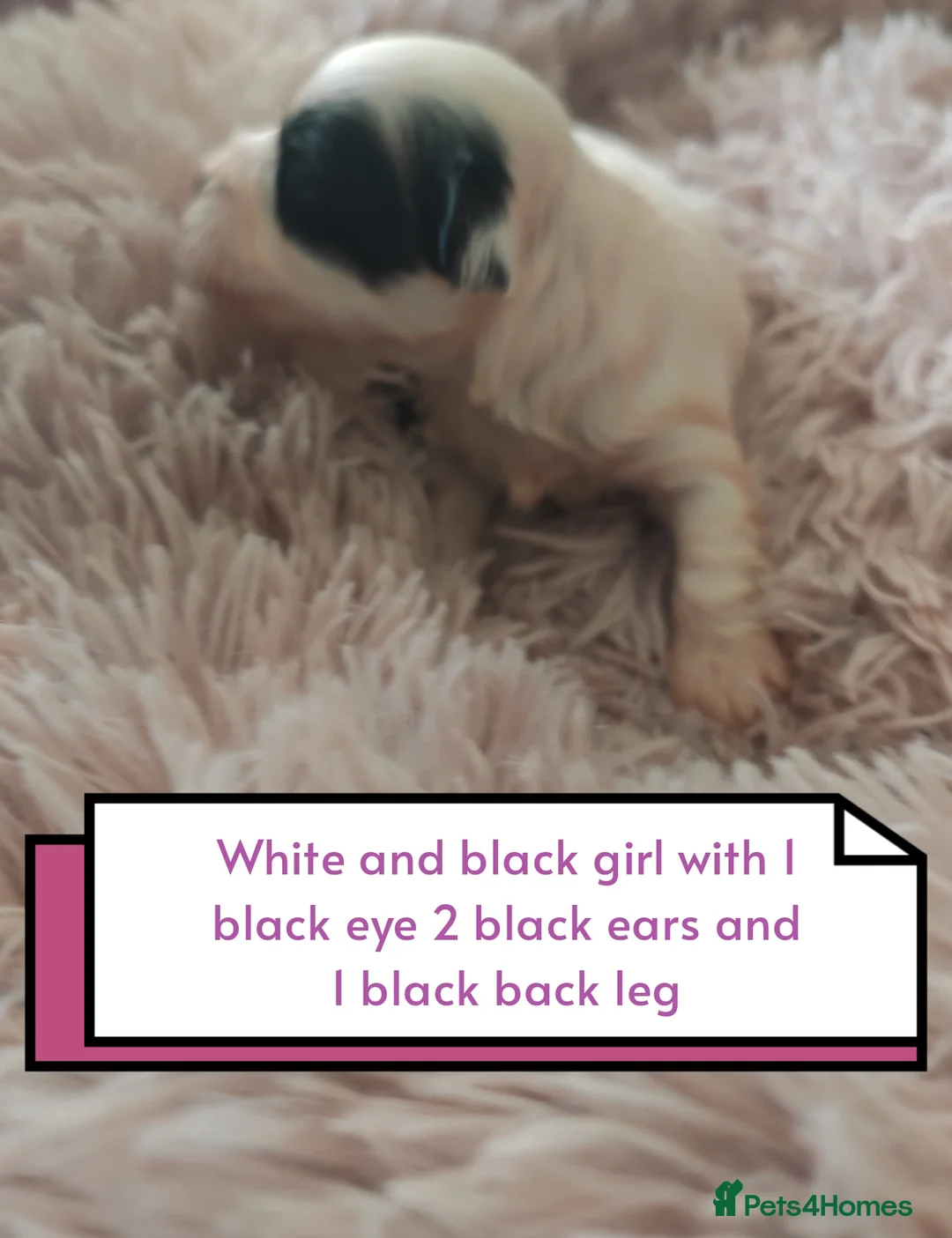 Havanese dogs for sale: Beautiful pedigree havanese litter for sale - Advert 2
