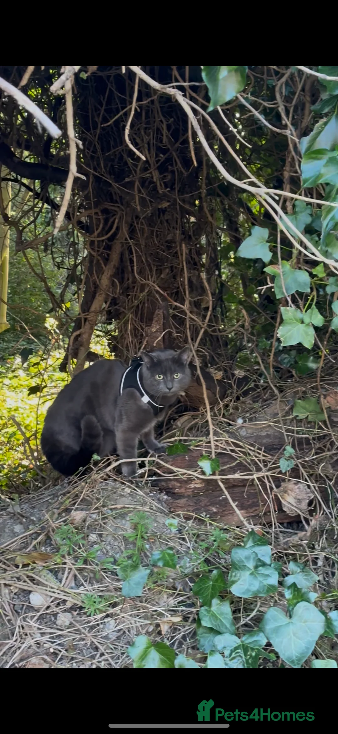 Chartreux cats for stud: Handsome BSH mix for Stud  in London - Advert 6