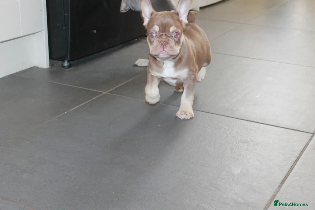 French Bulldog dogs for sale: RARE-NEW SHADE ROJO or LILAC FRENCHIES KC REG - Advert 10