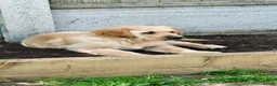 Golden Retriever dogs for sale: Beautiful Golden retriever puppies - Advert 4