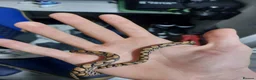Boa Snake reptiles for sale: Brazilian rainbow boa - Advert 2