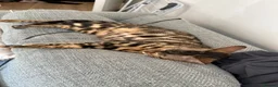 Bengal cats for sale: Beautiful Bengal Female Bengal “Nala” – Rehoming - Advert 3