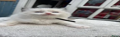 Spike 