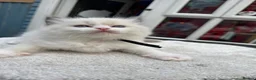 Ragdoll cats for sale: Gccf (champion) ragdoll kittens  - Advert 38