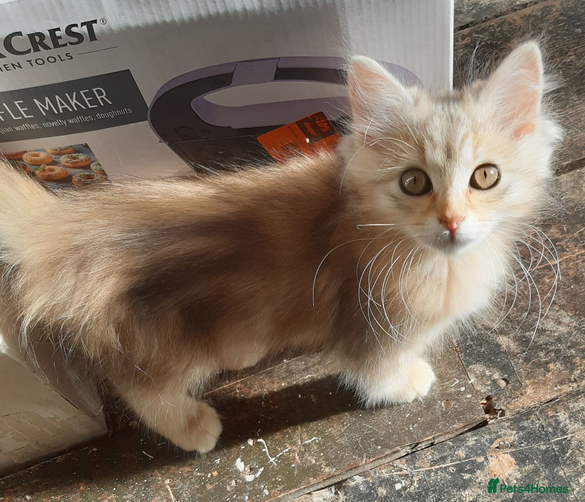 Siberian cats Adorable Siberian Kittens - Advert 2