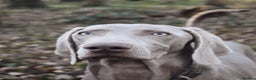 Weimaraner dogs for stud:  KC reg health tested Hipscored stud in Woodbridge - Advert 21