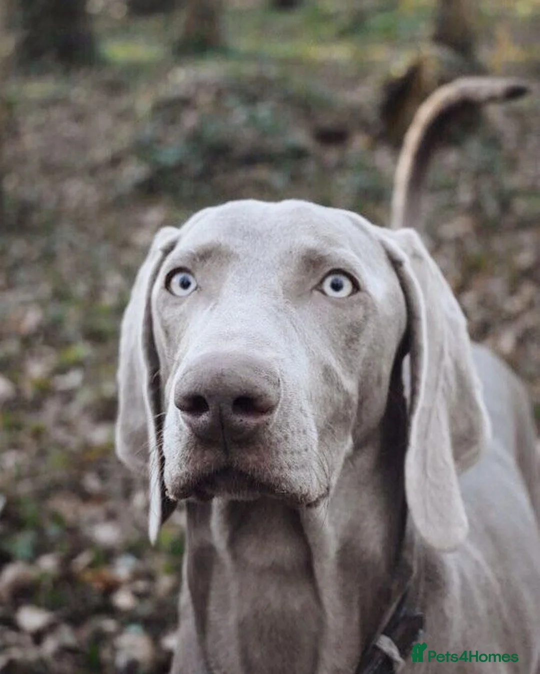 Weimaraner dogs for stud:  KC reg health tested Hipscored stud in Woodbridge - Advert 21