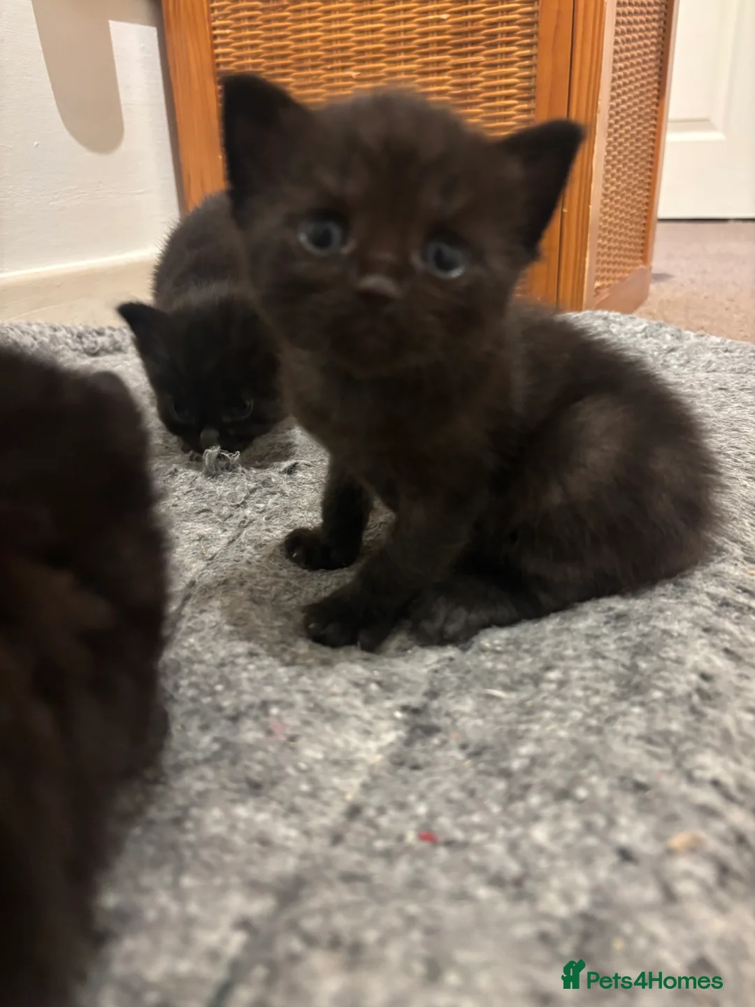 Mixed Breed cats for sale: Beautiful ragdoll x kittens  - Advert 8