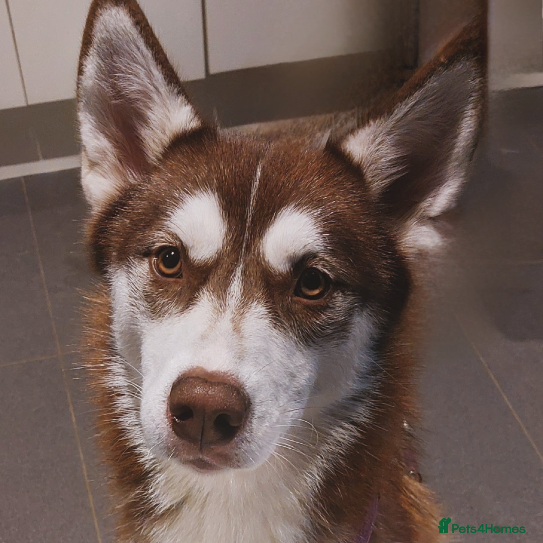 Siberian Husky dogs PENDING Husky female rehoming  - Advert 20
