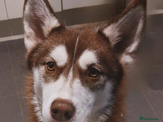 Siberian Husky dogs for sale: Husky female rehoming - Advert 1