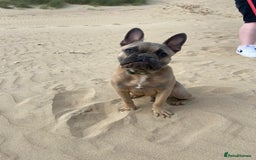 French Bulldog dogs for sale: This is Chip - Image 3