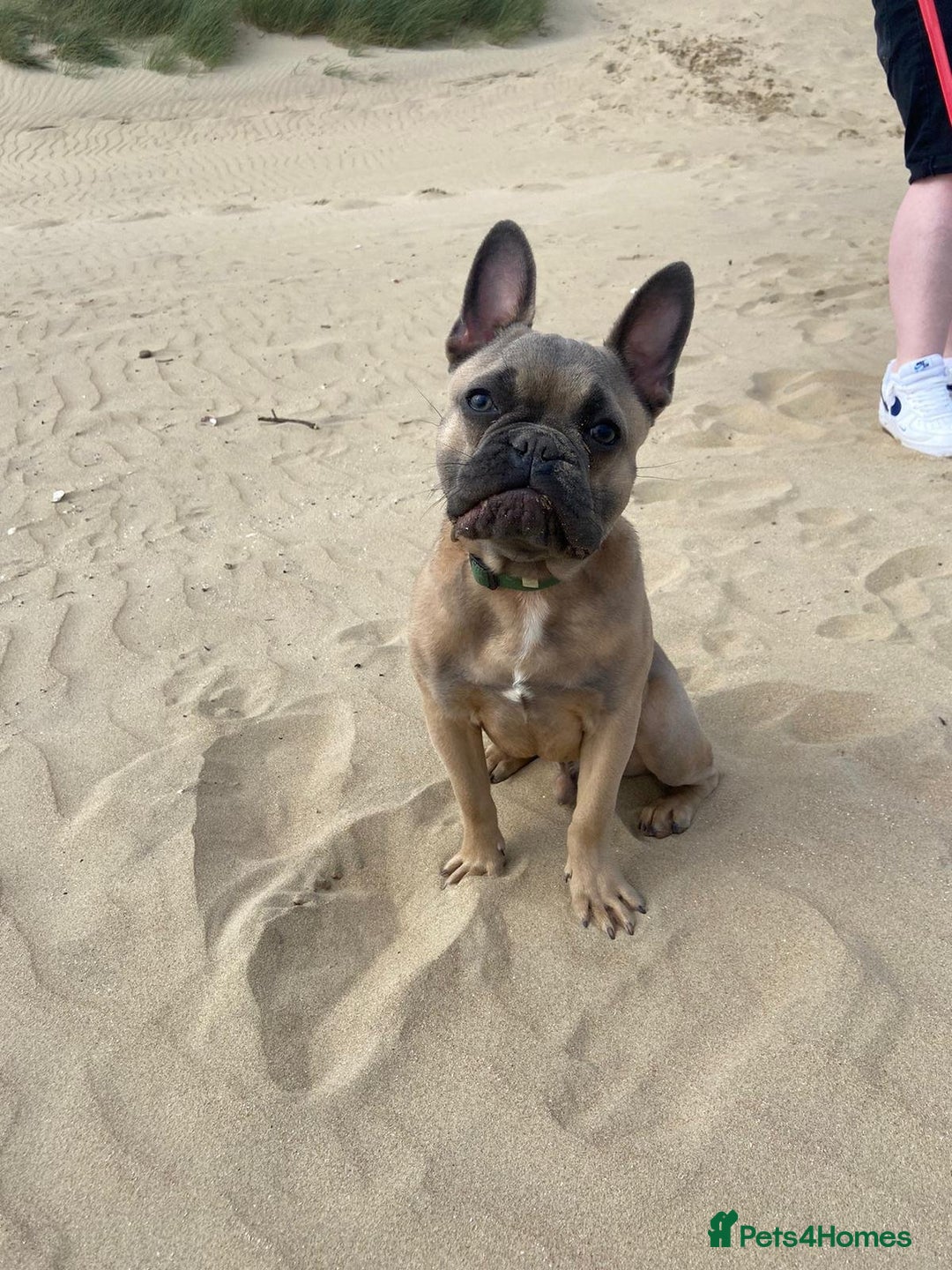 French Bulldog dogs for sale: This is Chip - Image 3