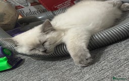 Ragdoll cats for sale: Playful paw 🐾 - Image 2