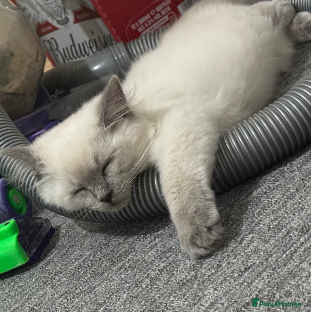 Ragdoll cats for sale: Playful paw 🐾 - Image 2