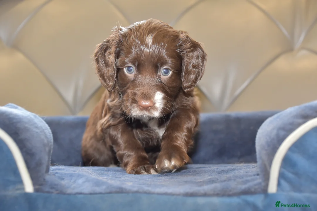Cocker Spaniel dogs for sale: Kc Reg  Cocker Spaniel Puppies Health Tested - Advert 13
