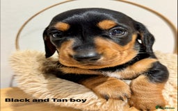 Miniature Dachshund dogs for sale: KC miniature dachshund pups - Advert 2