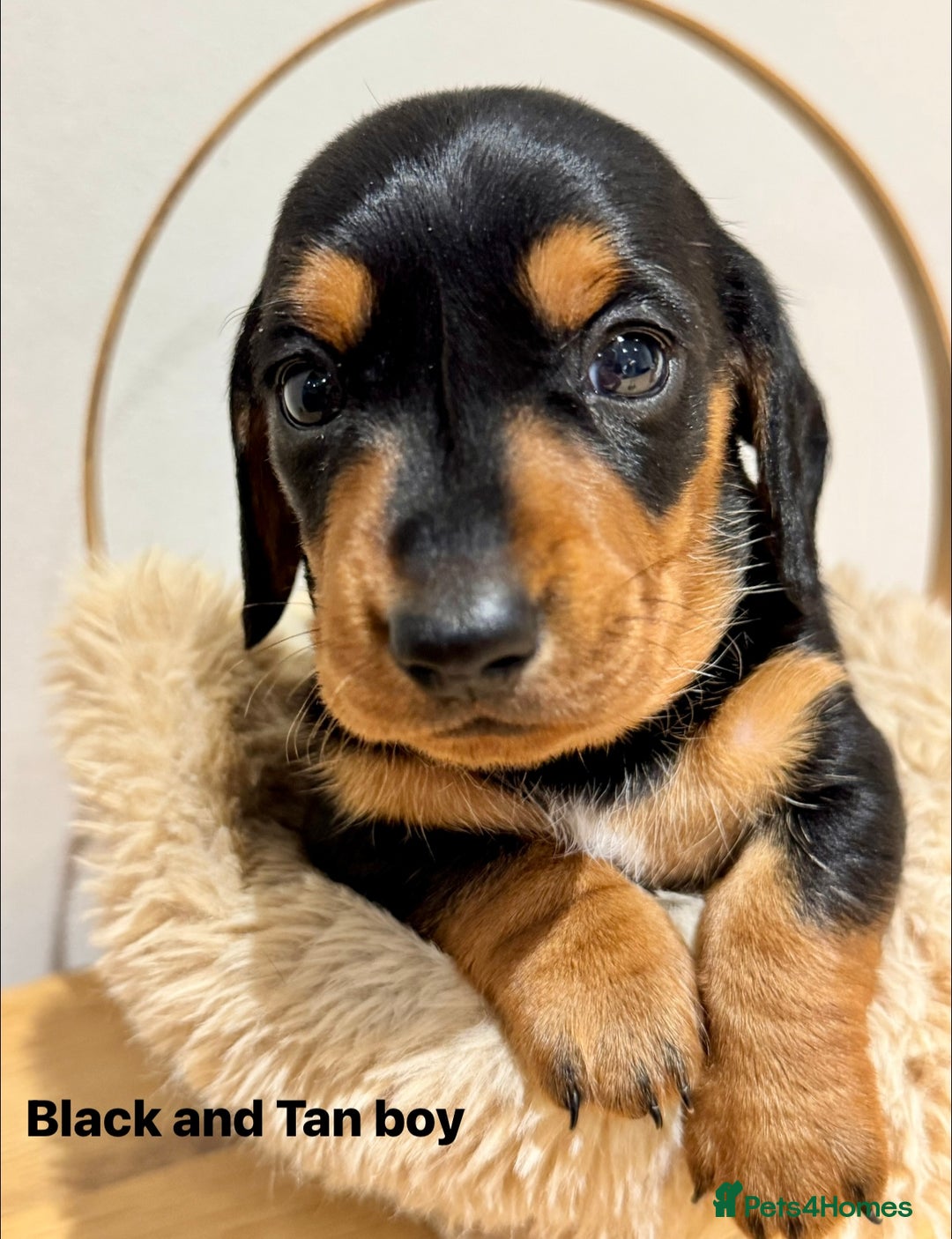 Miniature Dachshund dogs for sale: KC miniature dachshund pups - Advert 2