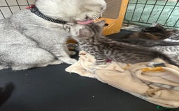 Mixed Breed cats for sale: 4 stunning kittens left  - Image 14