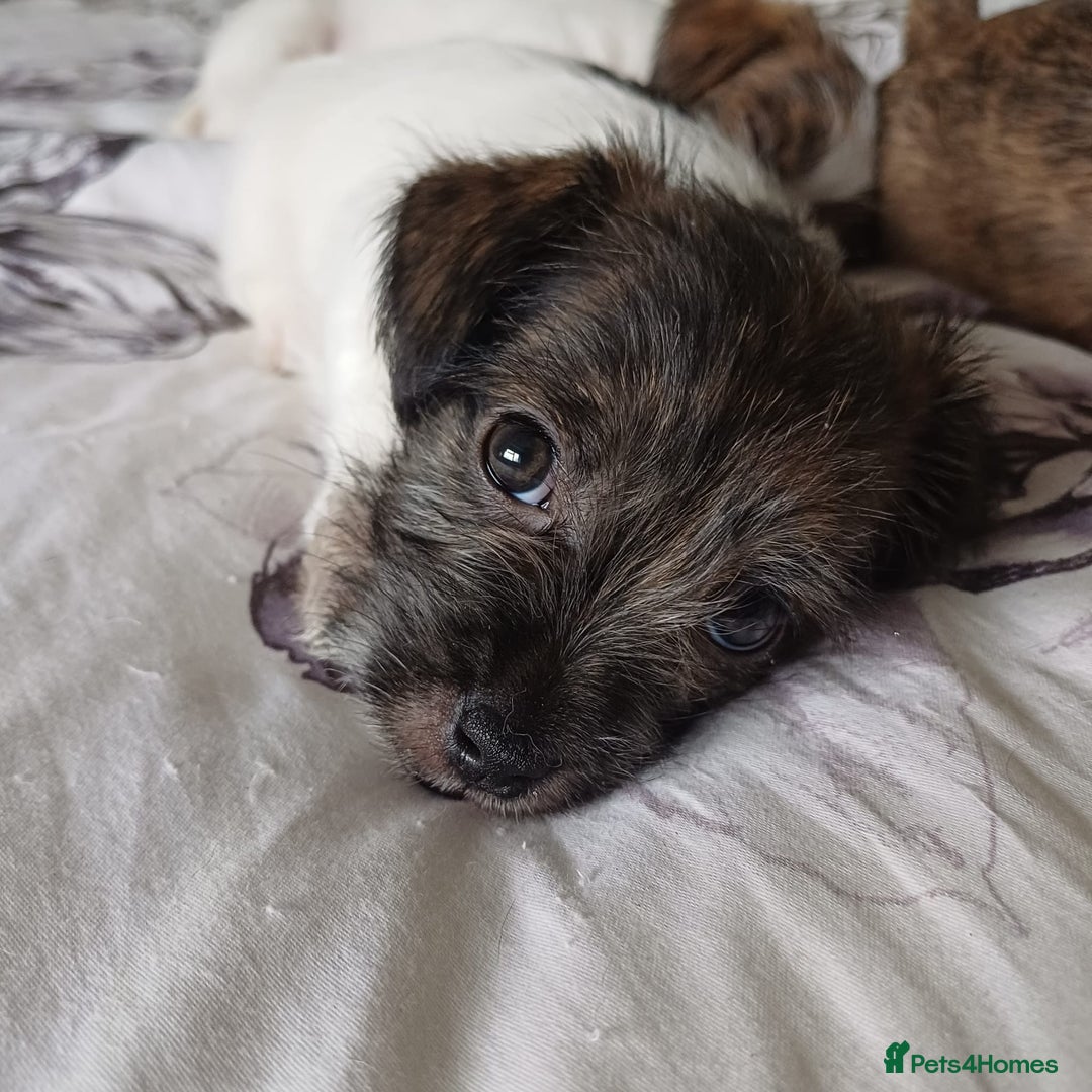 Mixed Breed dogs for sale: 3 beautiful malshi x Jack russell cross puppies  - Advert 18