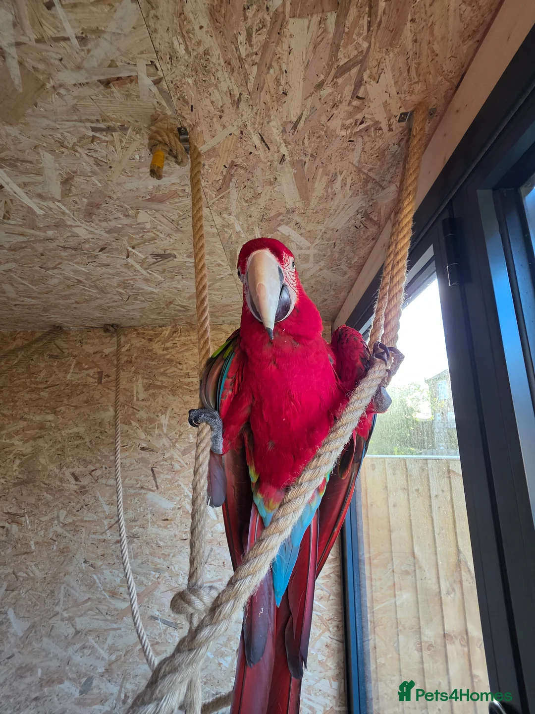 Macaws birds for sale: Green wing macaw  - Advert 2