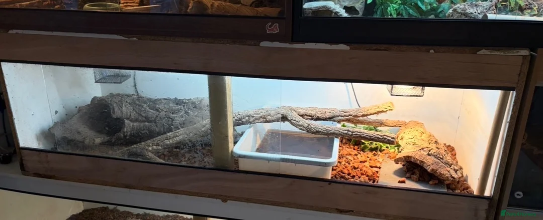 Monitor reptiles for sale: Cb24 Asian water monitor  in Northampton - Advert 5