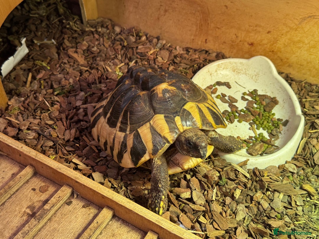 Hermann Tortoise reptiles for sale: Hermann tortoise 5 yo - Image 2