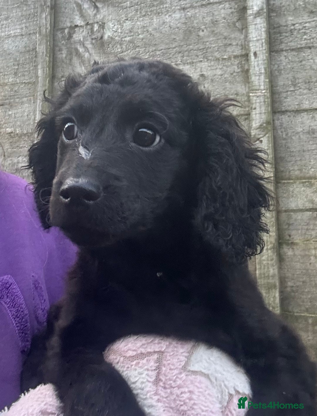 Cockapoo dogs for sale: F2B Cockapoo Puppies - Image 4
