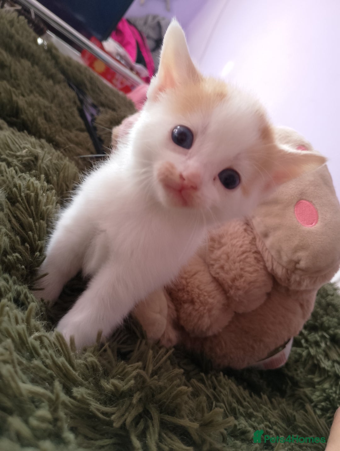 Mixed Breed cats for sale: Black and white kitten - Image 11