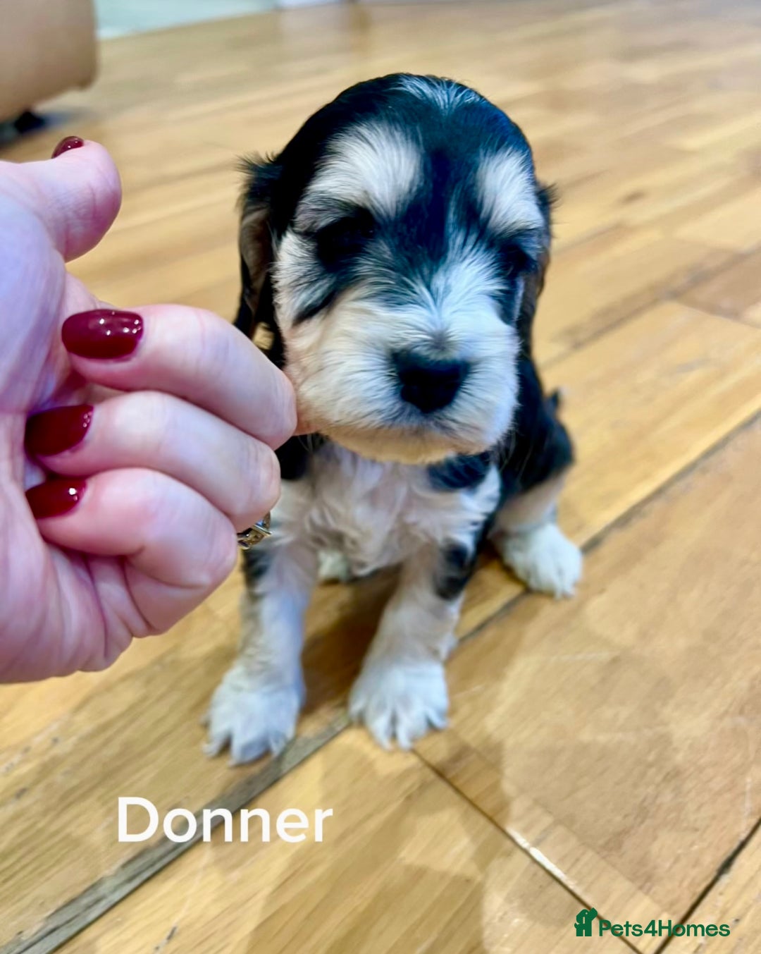 Cockapoo dogs for sale: ♥️Fabulous Toy Cockapoo Puppies Kc Reg Parents - Advert 7