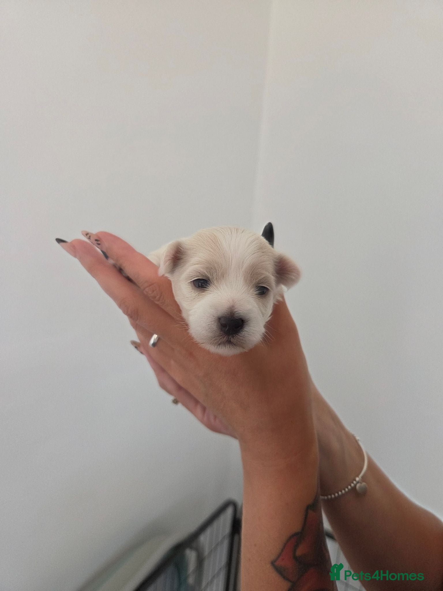 Maltipoo dogs Puppy maltipoo  - Advert 7