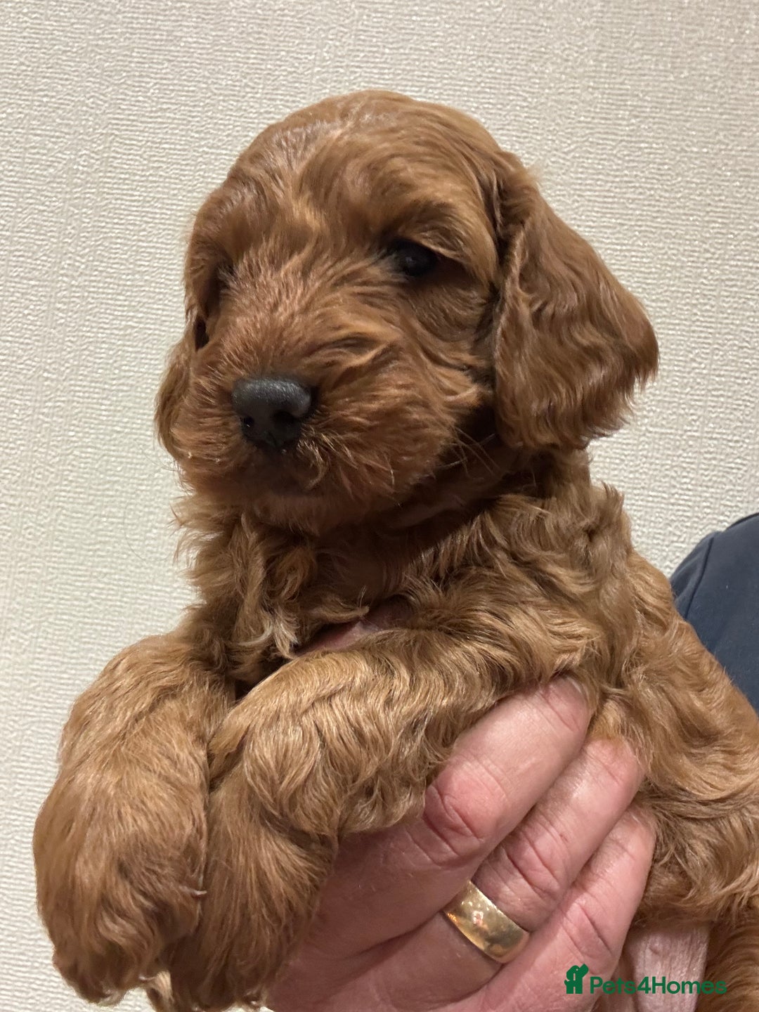 Cockapoo dogs for sale: Red cockapoos *DNA CLEAR* - Advert 8