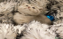 British Shorthair cats for sale: Blue, lilac, chocolate golden girls  - Advert 19