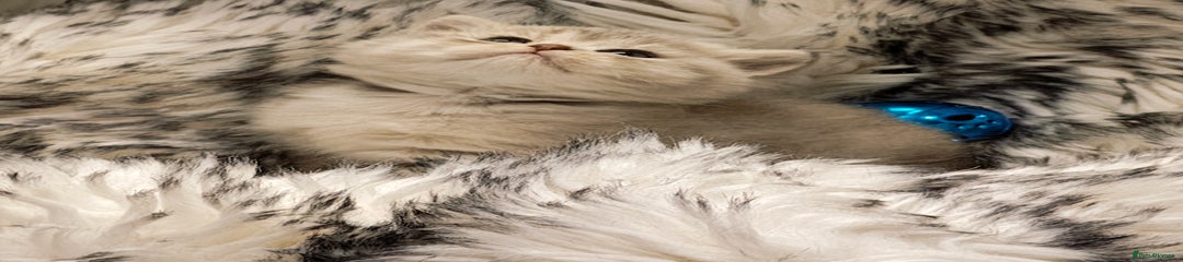 British Shorthair Kitten 2