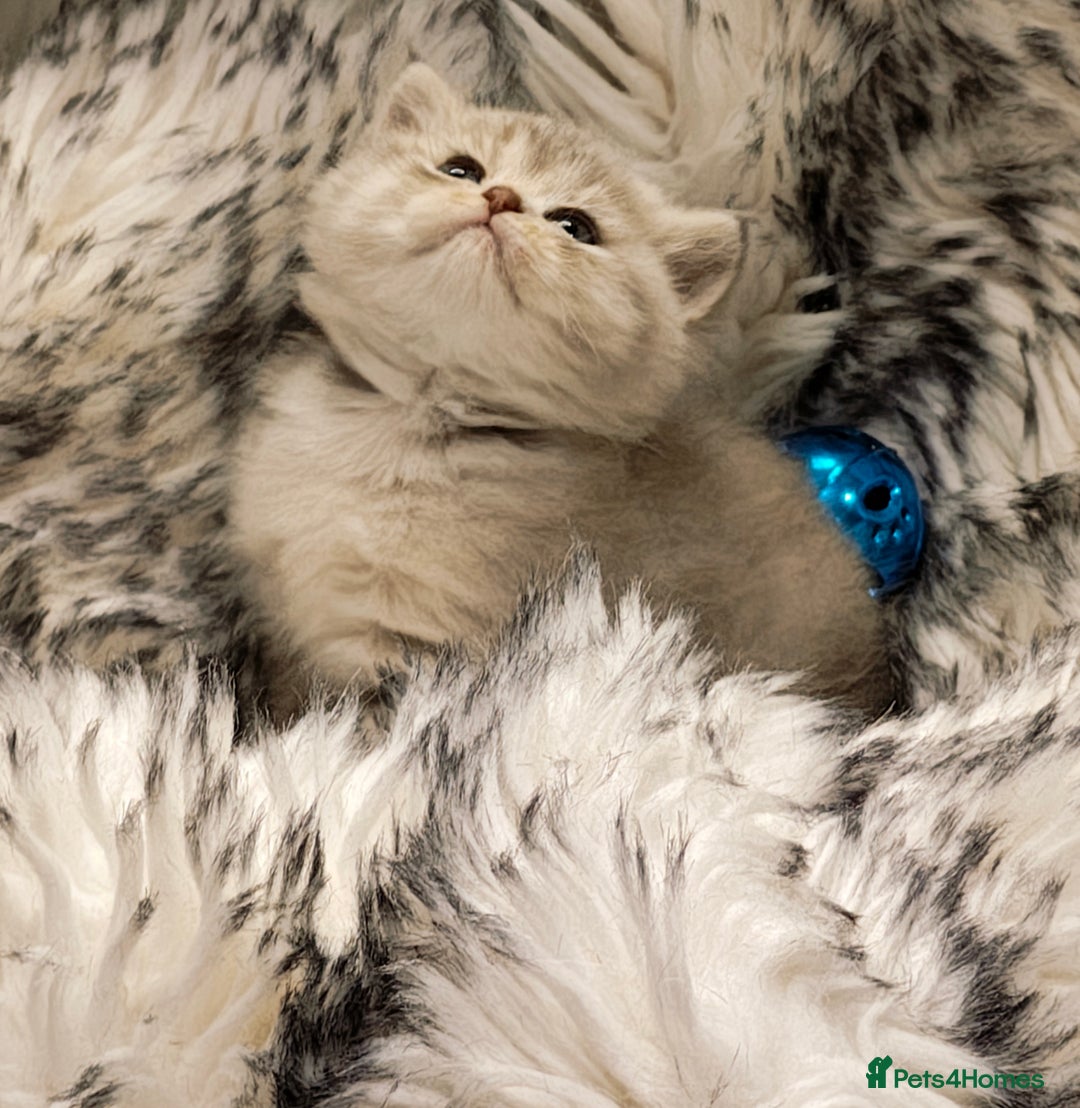British Shorthair cats for sale: Blue, lilac, chocolate golden girls  - Advert 19