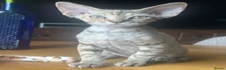 Devon Rex cats for sale:  Pedigree Devon Rex Kittens. Pet Homes Only  - Advert 14