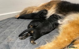 German Shepherd dogs for sale: Long-Medium hair pure bred German Shepherds 🇩🇪 - Image 5