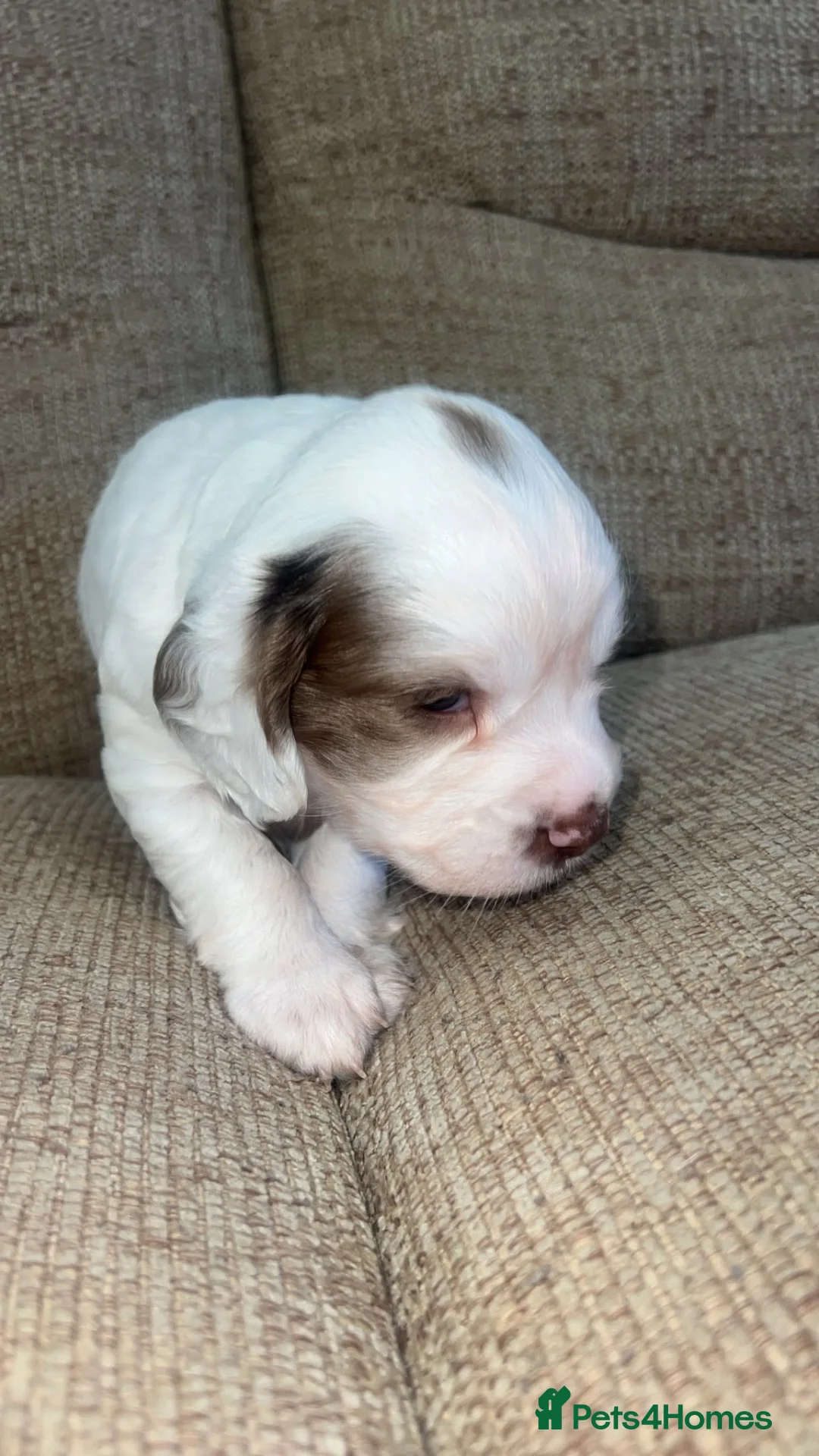 Sprocker dogs for sale: 🐾 Beautiful Sprocker Spaniel Puppies 🐾 - Advert 2
