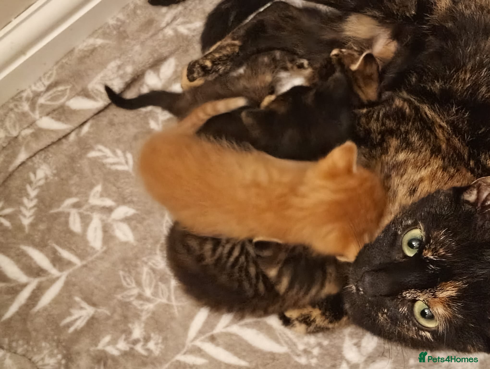 Mixed Breed cats Playful Kittens - Advert 11